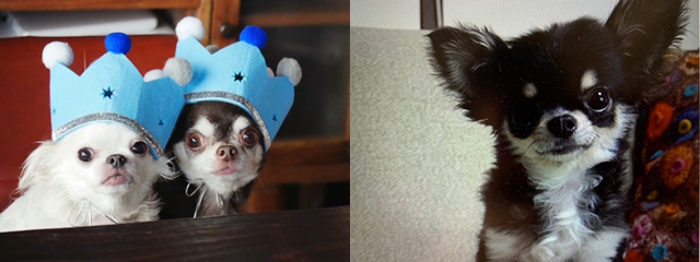 わが家の愛犬の写真